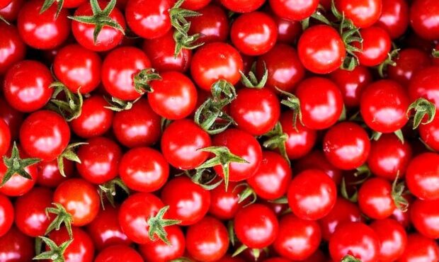 جهش قیمت گوجه فرنگی از ۱۵ تا ۵۰هزار تومان