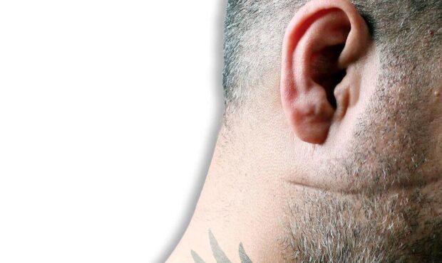 بازار داغ شرخرها در فضای مجازی بازار داغ شرخرها در فضای مجازی