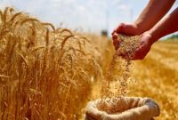 نرخ رز واردات گندم برای سال ۱۴۰۵ مشخص شد