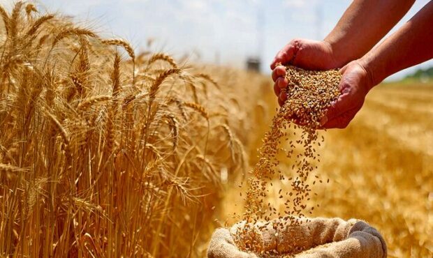 نرخ رز واردات گندم برای سال ۱۴۰۵ مشخص شد